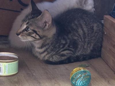 Caeser - American Shorthair - Gallery Photo #1
