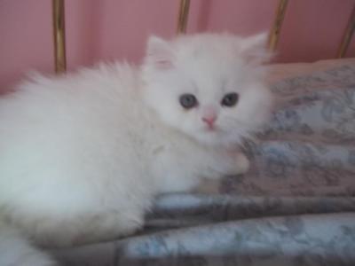 LLILY - Persian - Gallery Photo #1