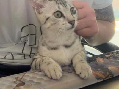 Stunning - Egyptian Mau - Gallery Photo #1