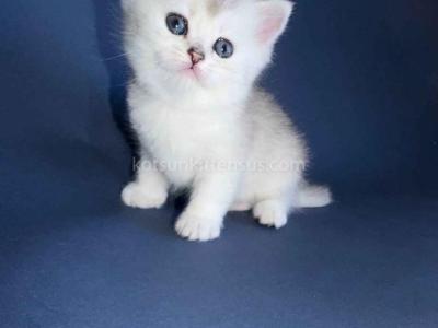 Elika Silver Shaded Chinchilla British Shorthair - British Shorthair - Gallery Photo #1