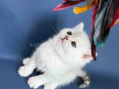 Eveline British Shorthair Silver Shaded Chinchilla - British Shorthair - Gallery Photo #1