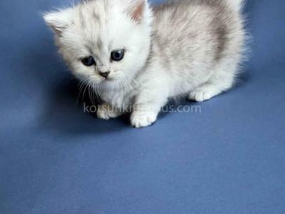 Ellis Baby Boy Munchkin Silver Shaded Short Leg - Munchkin - Gallery Photo #1