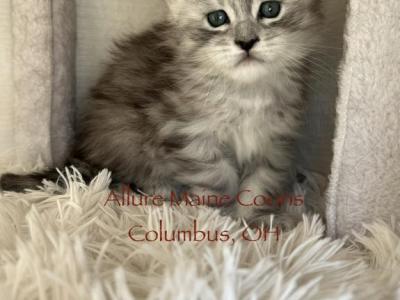 Luna And Emmetts Gwen - Maine Coon - Gallery Photo #1