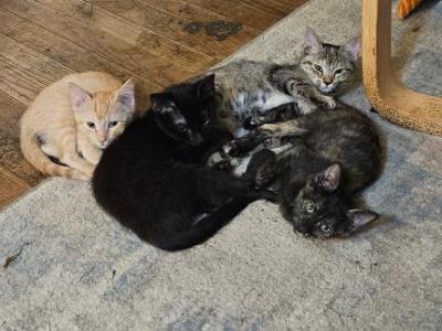 Kittens - Domestic - Gallery Photo #1