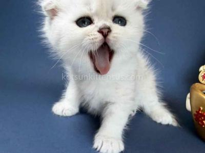 Eve Baby Girl Scottish Fold Silver Shaded - Scottish Fold - Gallery Photo #1