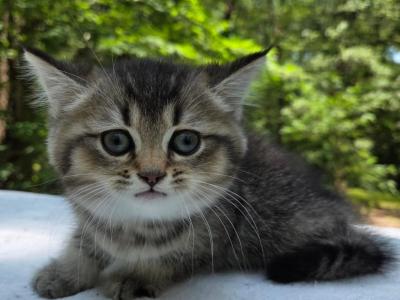 Stesha - British Shorthair - Gallery Photo #1