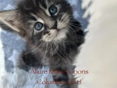 Luna And Emmetts Miles - Maine Coon - Gallery Photo #1