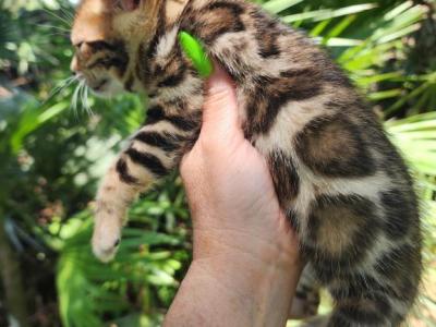 Bengal Kitten Male Available For Sale - Bengal - Gallery Photo #1