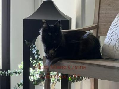 Luna - Maine Coon - Gallery Photo #1
