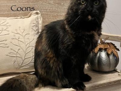 Luna - Maine Coon - Gallery Photo #1