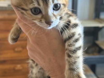 Belle - Bengal - Gallery Photo #1