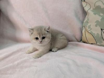 Anna - British Shorthair - Gallery Photo #1