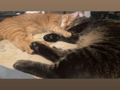 Jasper And Anubis - American Shorthair - Gallery Photo #1