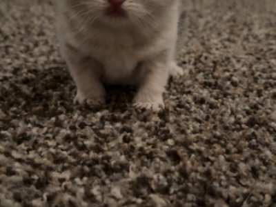 Na - British Shorthair - Gallery Photo #1