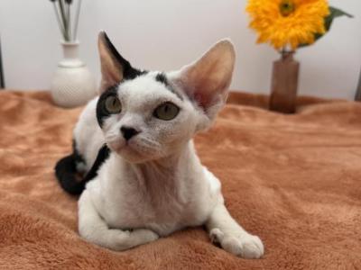 Hammy - Devon Rex - Gallery Photo #1