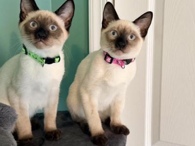 OREO - Siamese - Gallery Photo #1