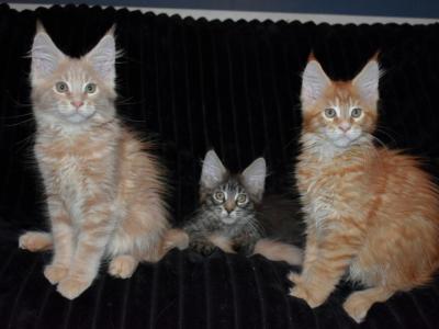 Maine Coons Ready Now TICA Registered - Maine Coon - Gallery Photo #1