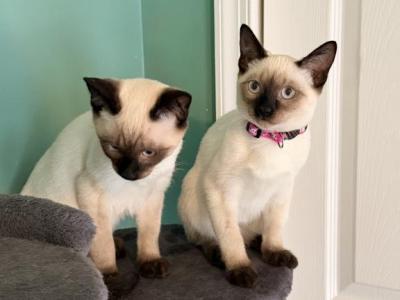 OREO - Siamese - Gallery Photo #1