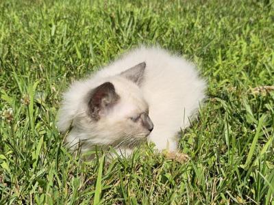 Siberian Kitten - Siberian - Gallery Photo #1
