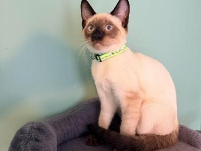Harley - Siamese - Gallery Photo #1