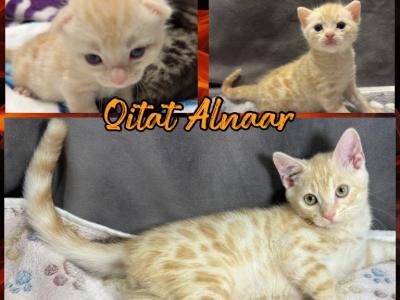Qitat Alnaar - Bengal - Gallery Photo #1