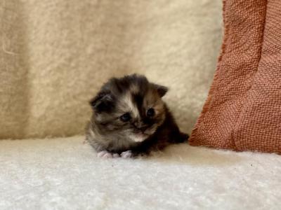 Starlight - Maine Coon - Gallery Photo #1