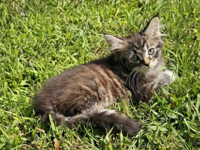 Siberian Kitten Male - Siberian - Gallery Photo #1