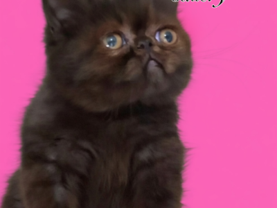 Tica Black Exotic Shorthair Kittens - Exotic - Gallery Photo #1