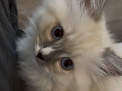 Blue Male Ragdoll Kitten - Ragdoll - Gallery Photo #1
