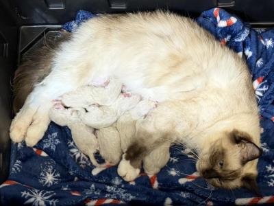 PROVEN King Alvar With Full Breeding Rights - Ragdoll - Gallery Photo #1