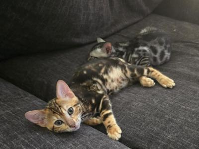 Not Applicable - Bengal - Gallery Photo #1
