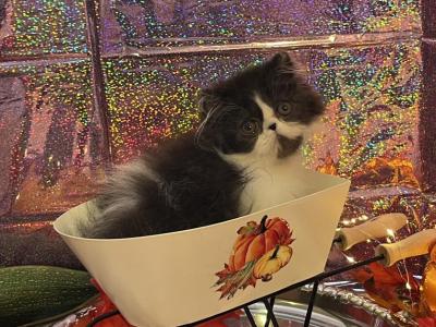 Black And White Girl - Persian - Gallery Photo #1