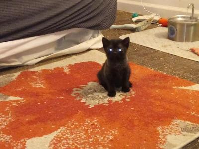 Vader - American Shorthair - Gallery Photo #1