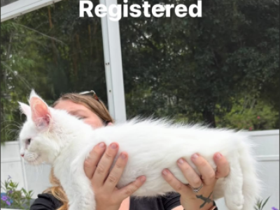 White Odd Eyes Female - Maine Coon - Gallery Photo #1