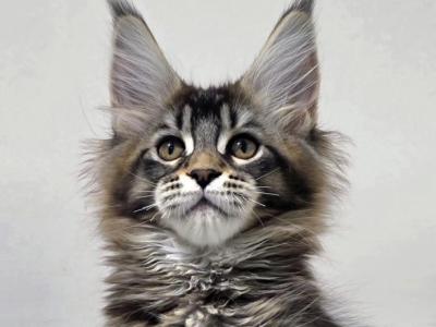 Vesta - Maine Coon - Gallery Photo #1
