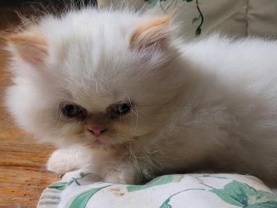 Paul - Himalayan - Gallery Photo #1