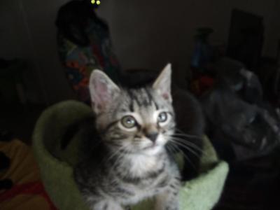 Tinkerbell - American Shorthair - Gallery Photo #1