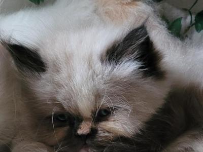 Yoko - Himalayan - Gallery Photo #1