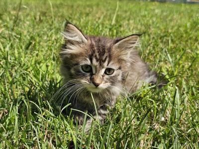 Siberian Kitten Female - Siberian - Gallery Photo #1