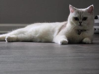 Lulu - Scottish Straight - Gallery Photo #1