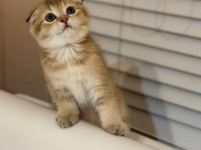 Golden Scottish Fold Female - Scottish Fold - Gallery Photo #1