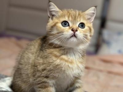 Golden Tabby Scottish Straight - Scottish Straight - Gallery Photo #1
