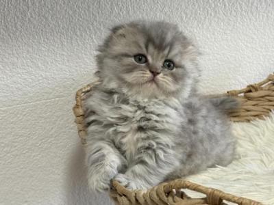 Mr Marble Scottish Fold - Scottish Fold - Gallery Photo #1