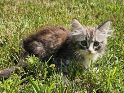 Siberian Kitten SiberianHunter - Siberian - Gallery Photo #1