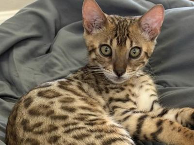 Freckle - Bengal - Gallery Photo #1