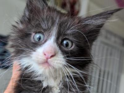 Oxy - Maine Coon - Gallery Photo #1