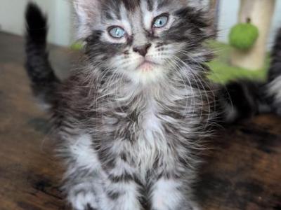 Luna - Maine Coon - Gallery Photo #1