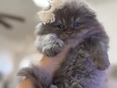 Lady Gaga Scottish Fold Longhair - Scottish Fold - Gallery Photo #1