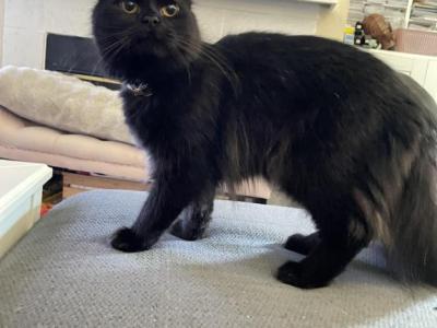 Wednesday - Persian - Gallery Photo #1