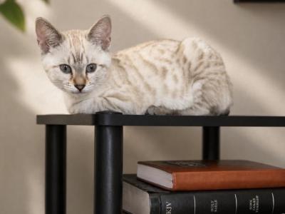 Dimple - Bengal - Gallery Photo #1